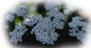 Civan perçemi (kandil çiçeği, yara otu)